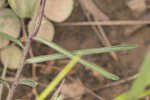 Michaux's milkweed